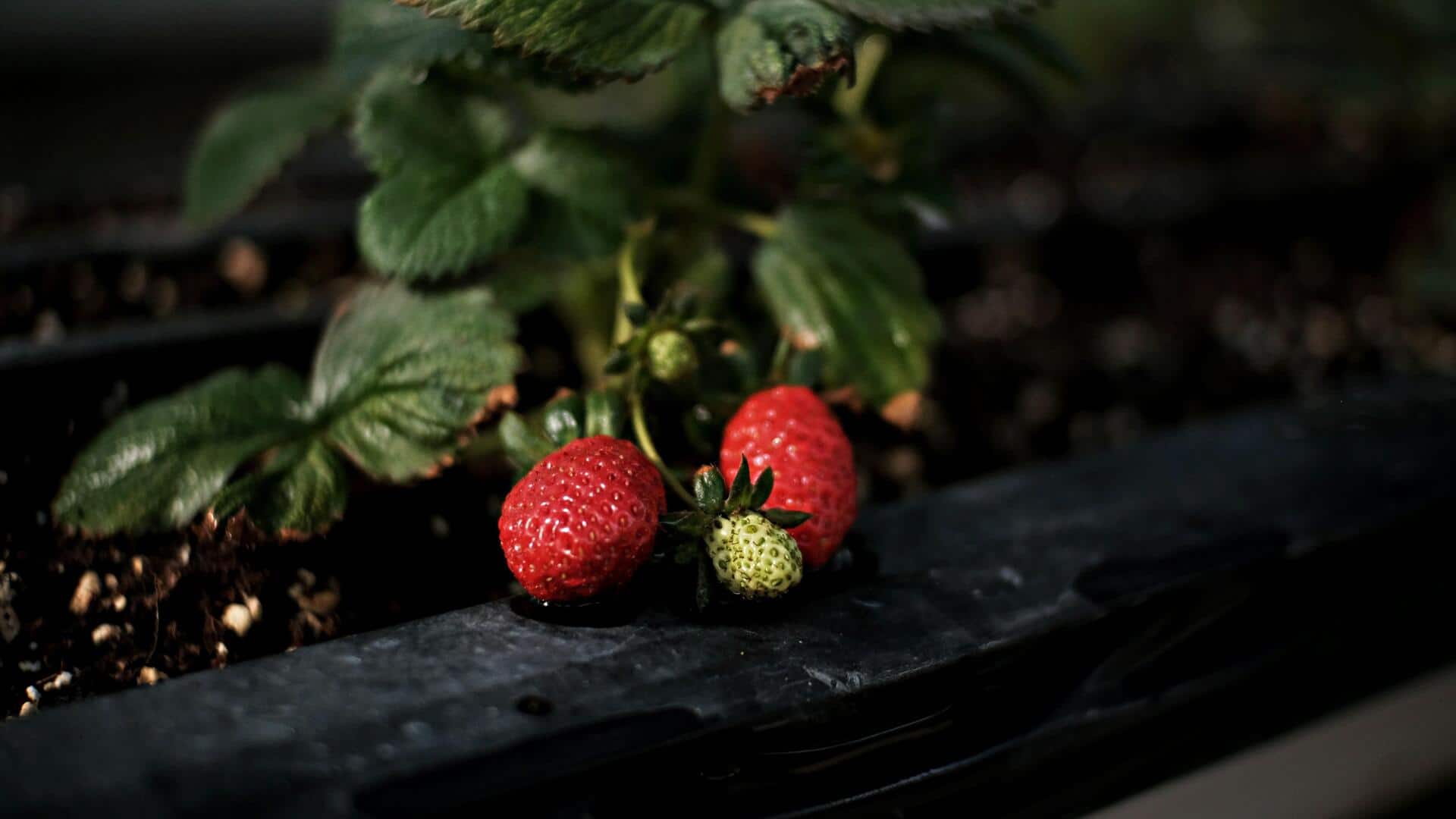Grow more strawberries indoors with these tips