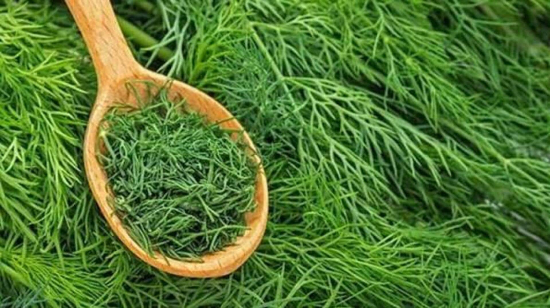 How to grow dill indoors 