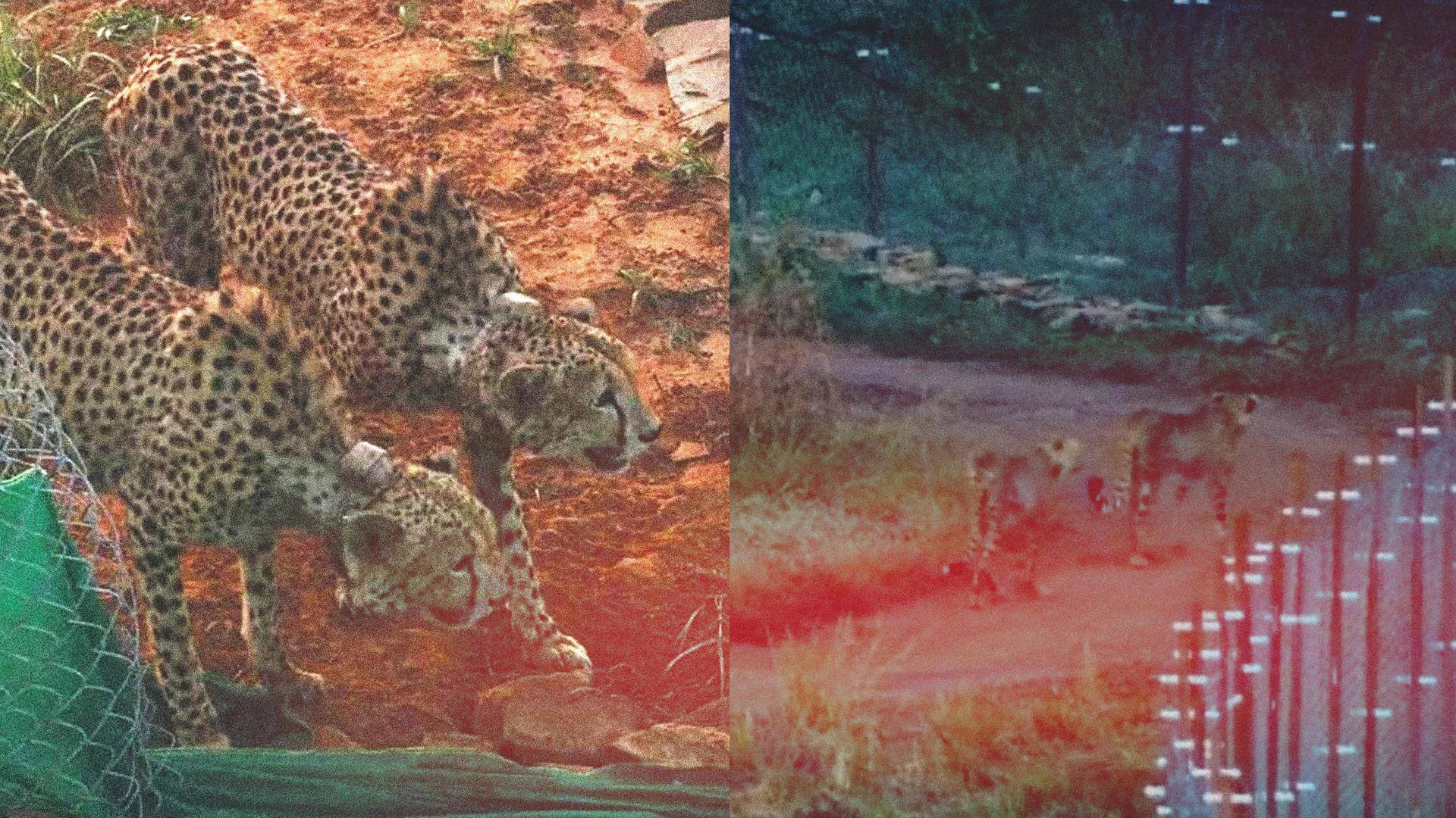 After release from quarantine, 2 Kuno cheetahs make first kill