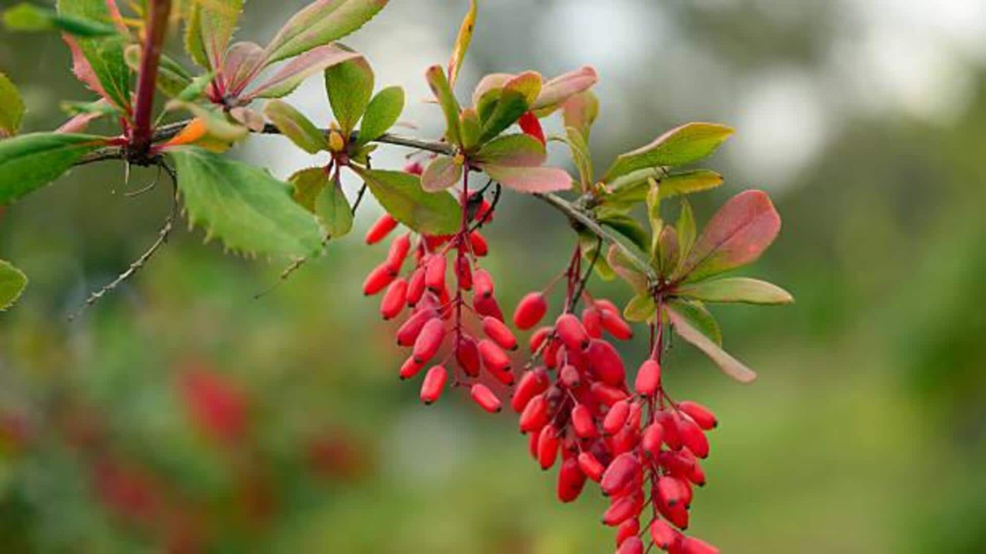 Reviving traditions: Cooking with barberry