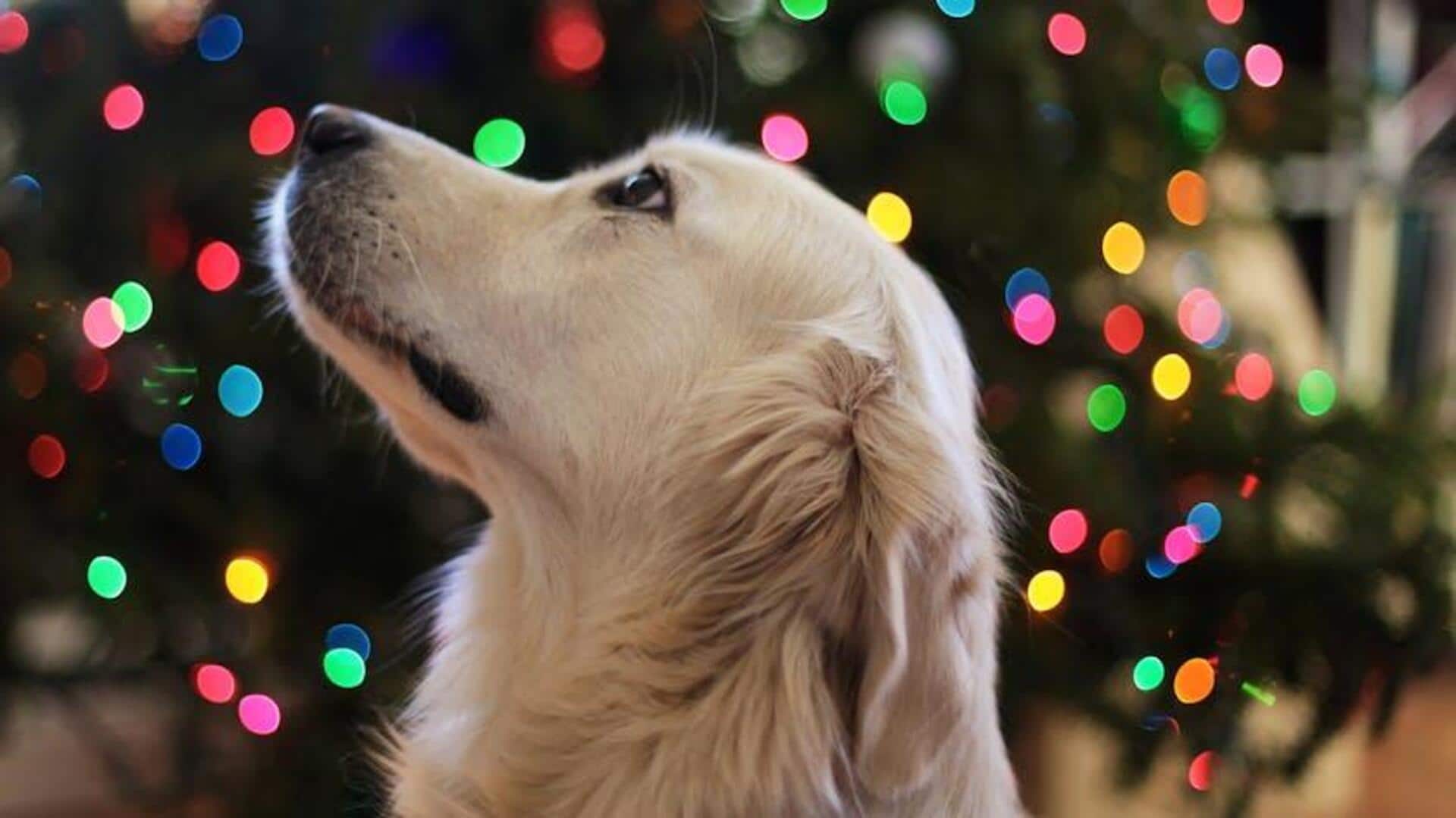 Make pet-friendly air fresheners at home: Here's how Make pet-friendly air fresheners at home: Here's how