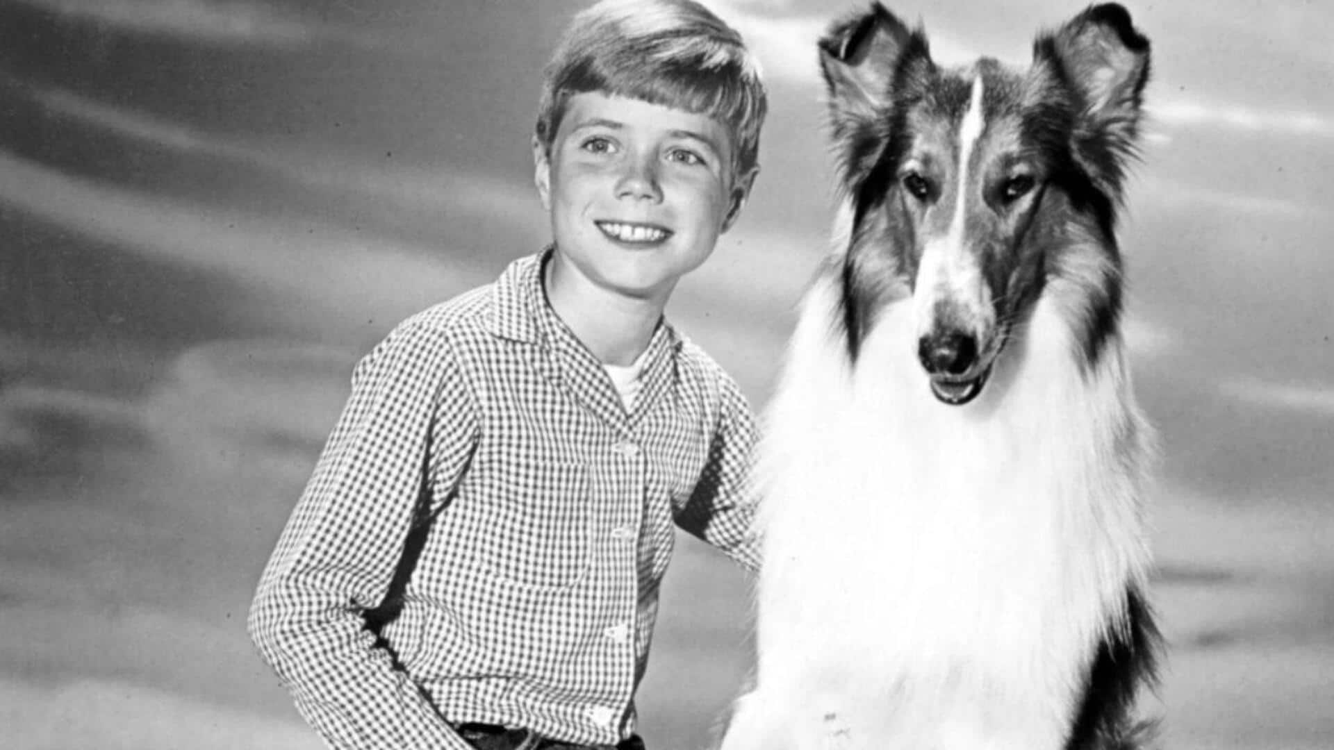 The enduring legacy of Lassie in American film and TV The enduring legacy of Lassie in American film and TV