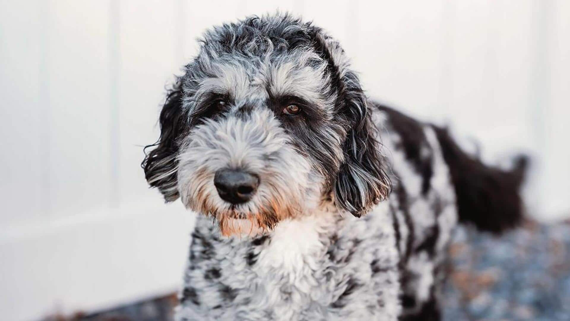 How to make your Bernedoodle dog's indoor playtime more fun