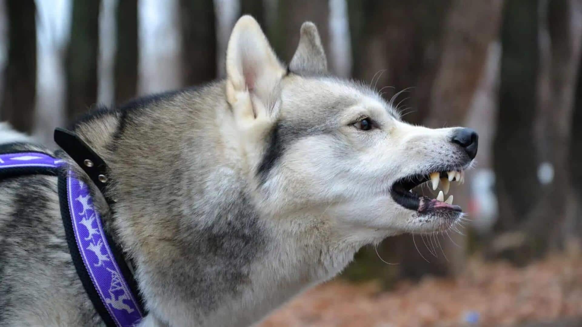 Hyderabad: Pet Husky mauls owner to death; eats private parts Hyderabad: Pet Husky mauls owner to death; eats private parts