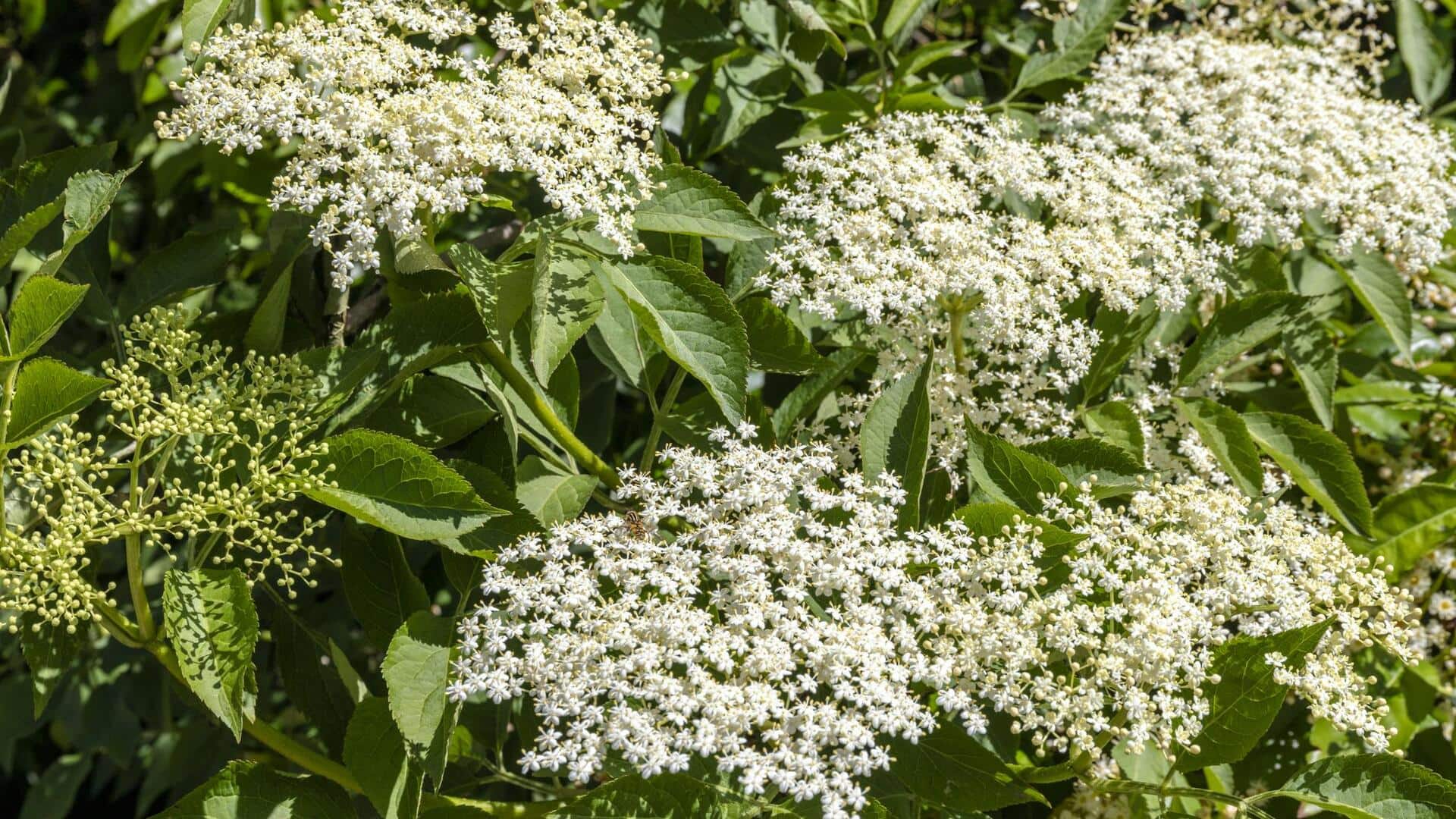 How to grow elderflower at home