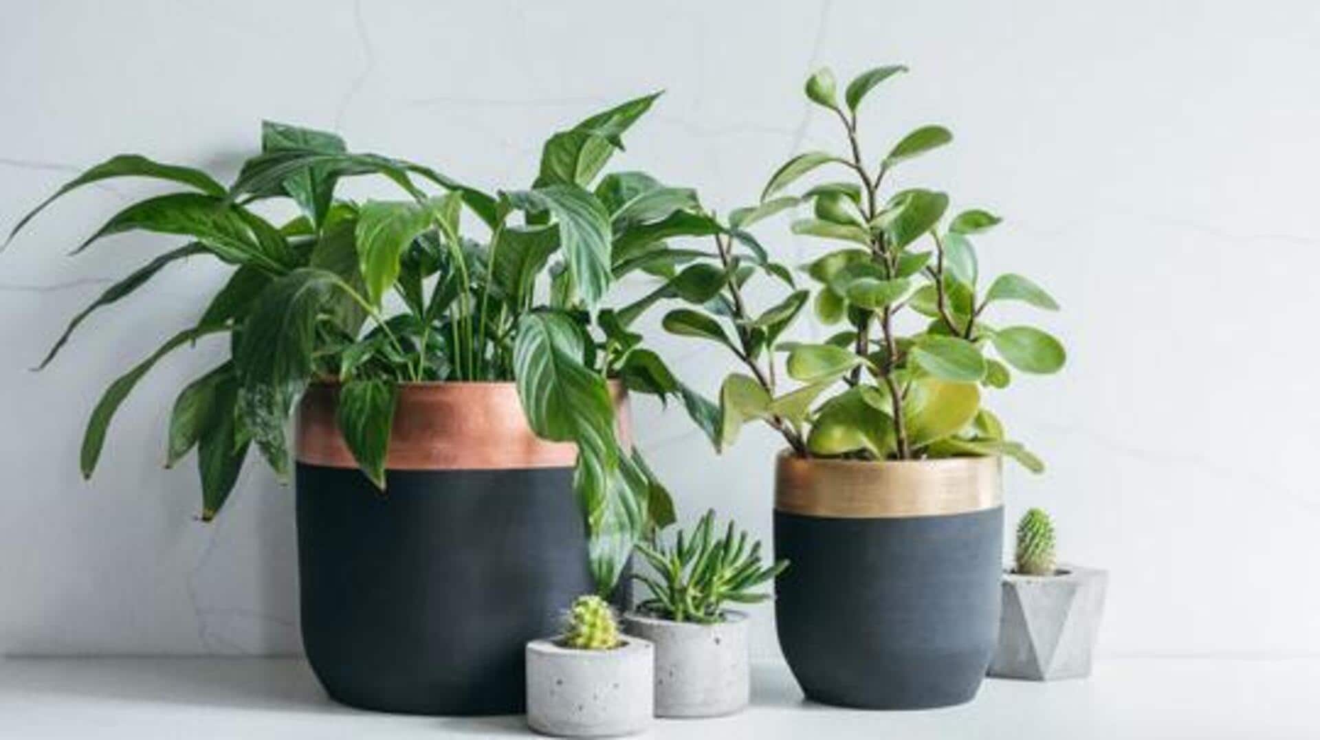 5 organic mulches for container plants