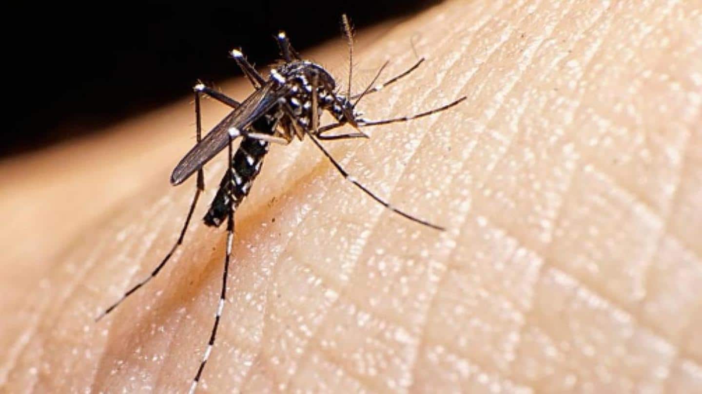 Here's how you can prevent dengue