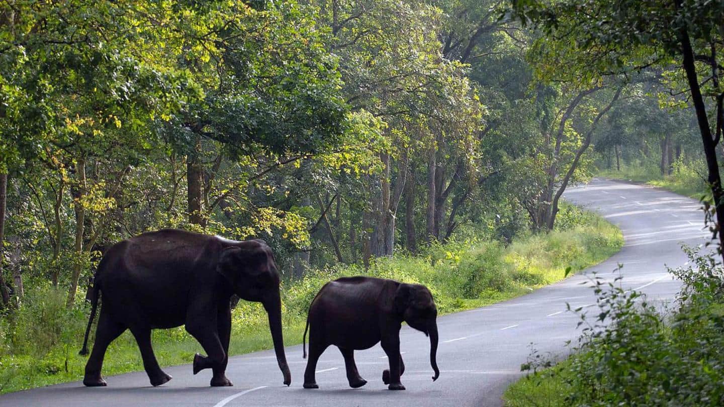 A winter destination in Kerala, Wayanad is for nature lovers A winter destination in Kerala, Wayanad is for nature lovers