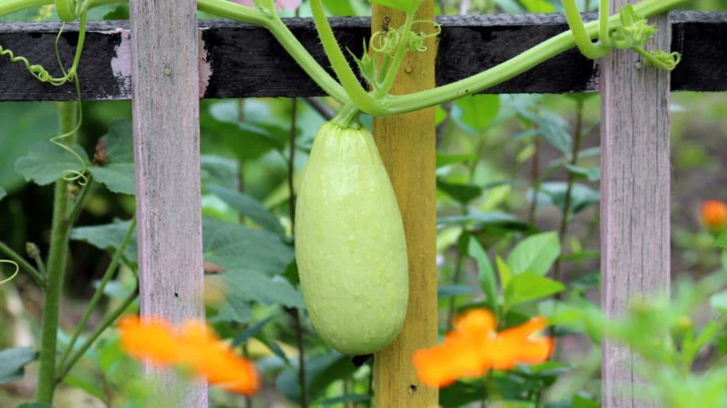 #HealthBytes: Why should you eat bottle gourd