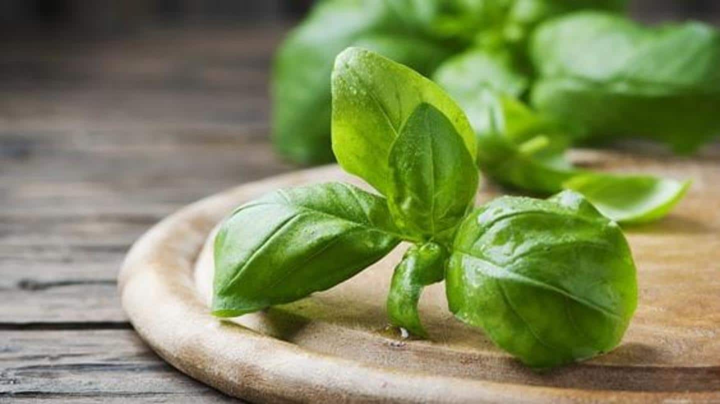 The potential benefits of basil leaves