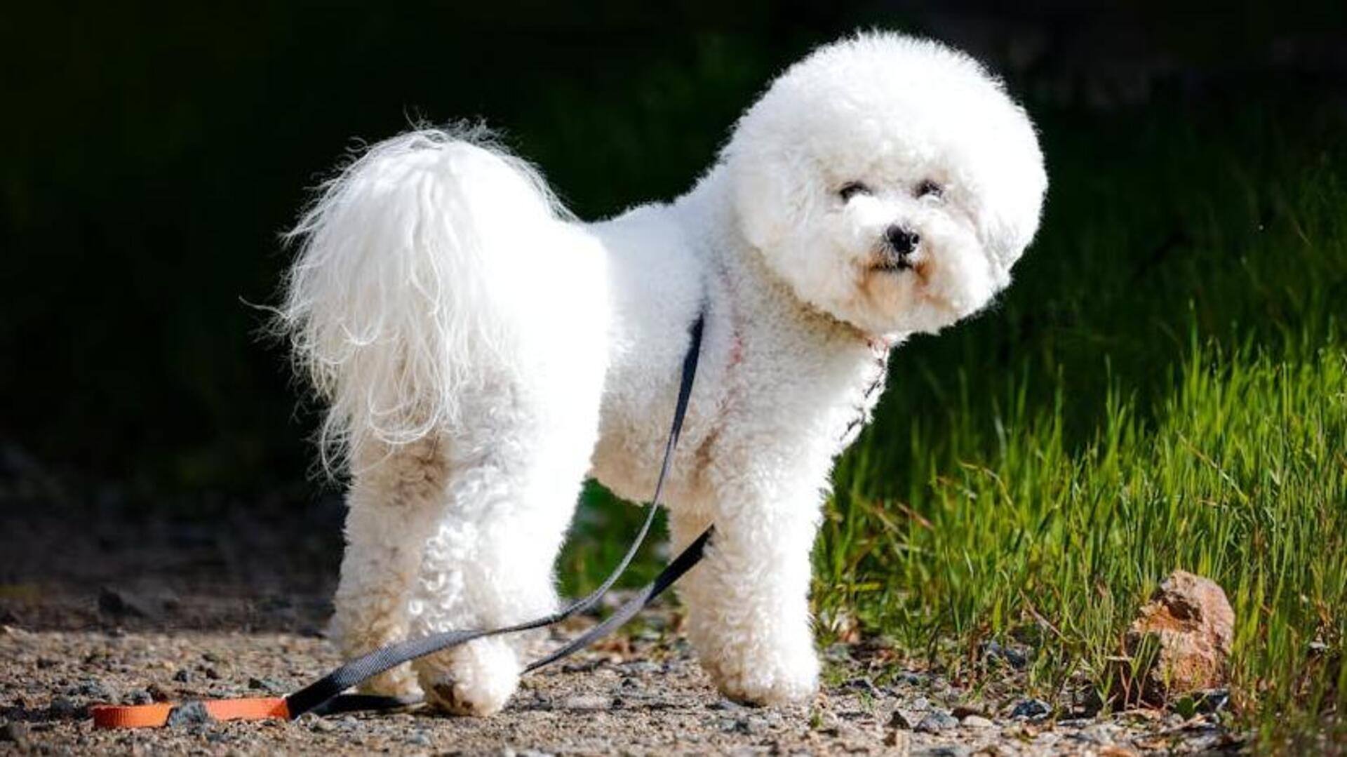 Essential grooming tips for your Bichon Frise