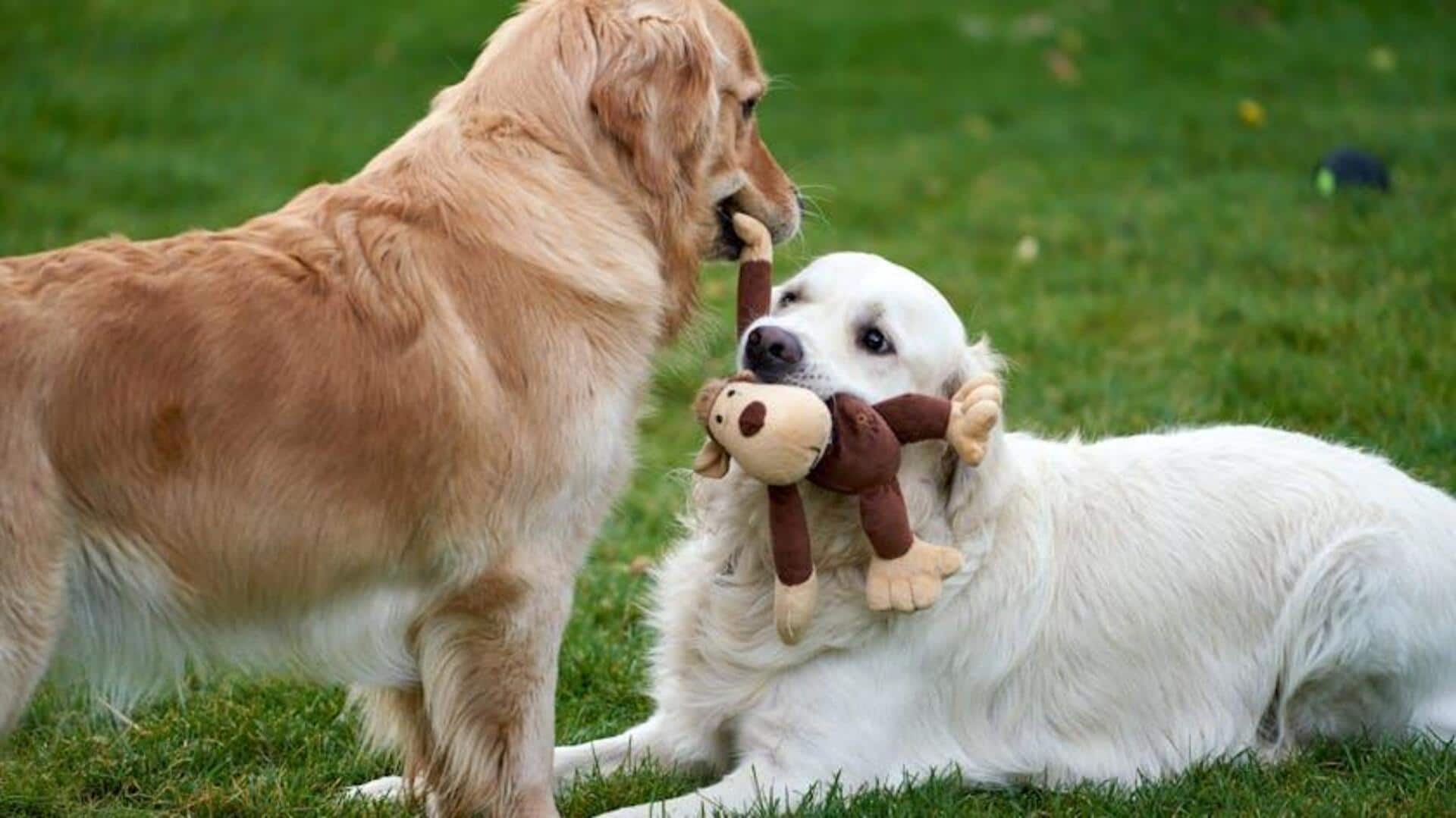 Make dog toys at home; we tell you how