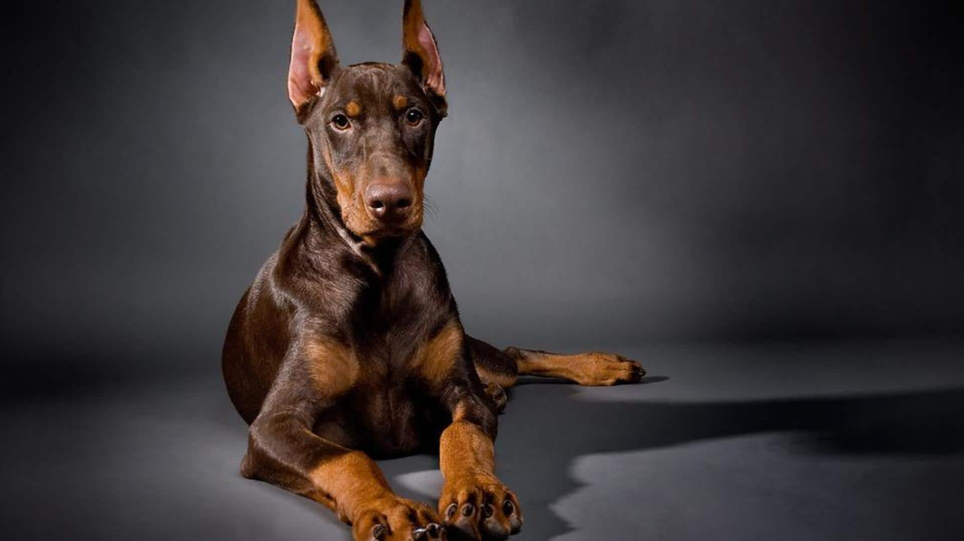 Doberman Pinscher: Tips to help it achieve a lustrous coat