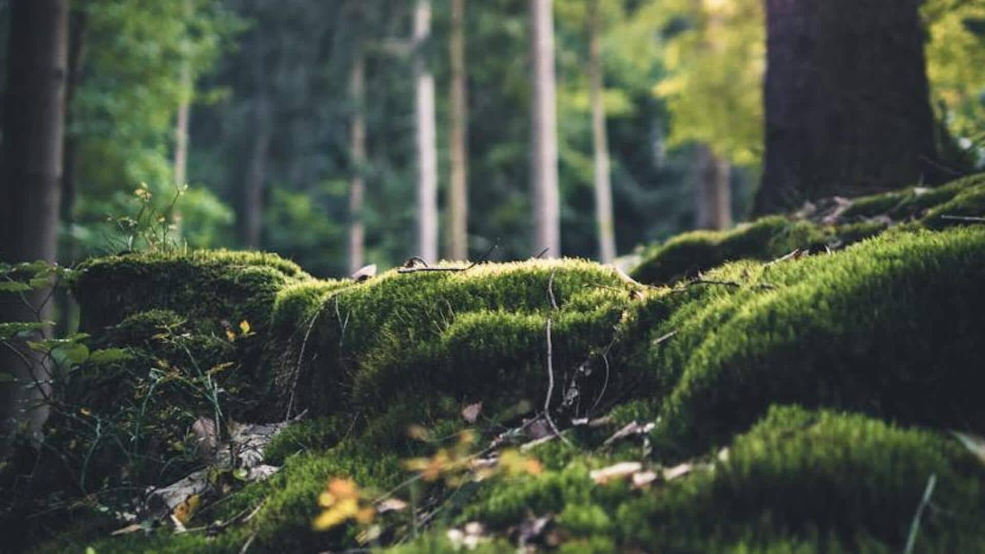 Go for enchanted forest walks in Black Forest, Germany