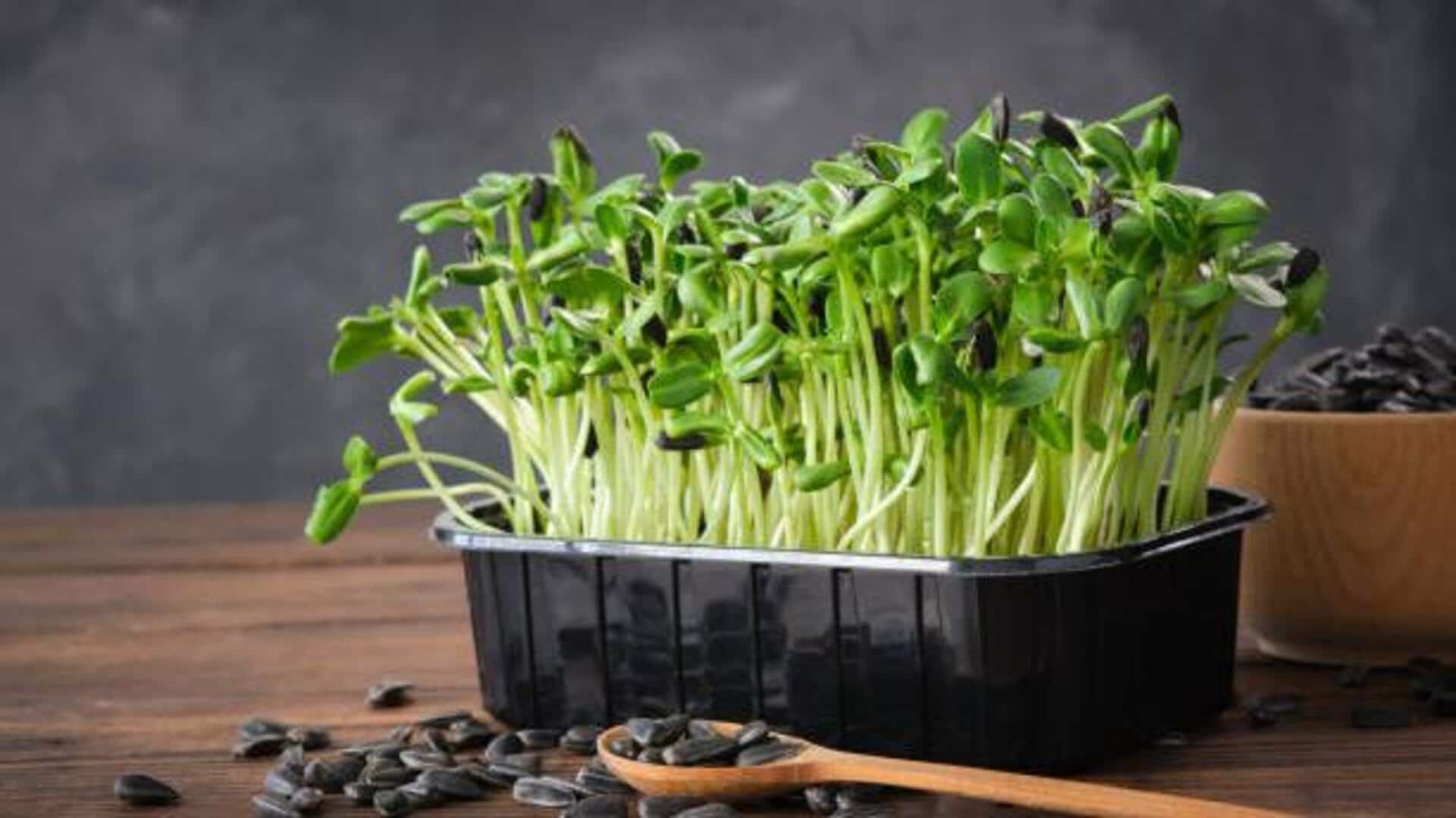 How to grow healthy sunflower sprouts indoors