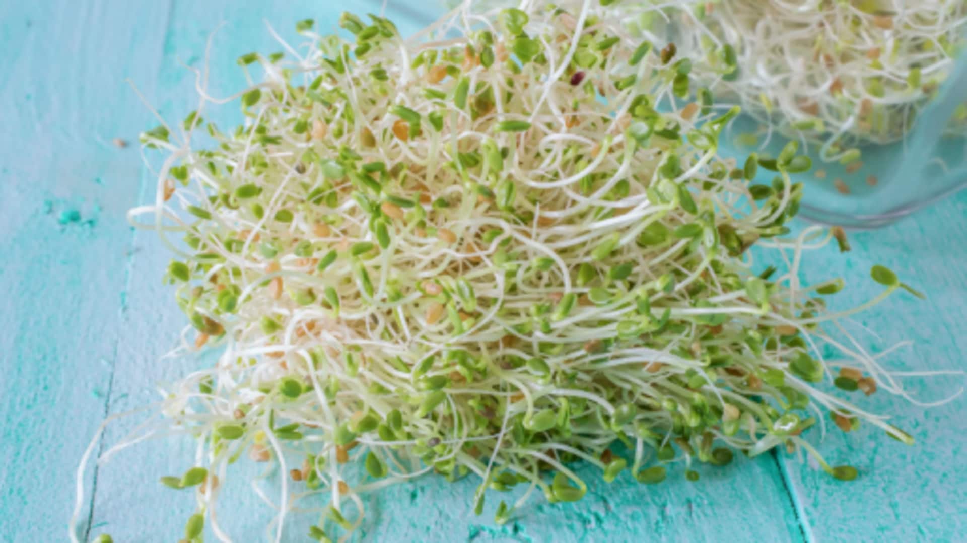 5 surprising health benefits of red clover sprouts 5 surprising health benefits of red clover sprouts