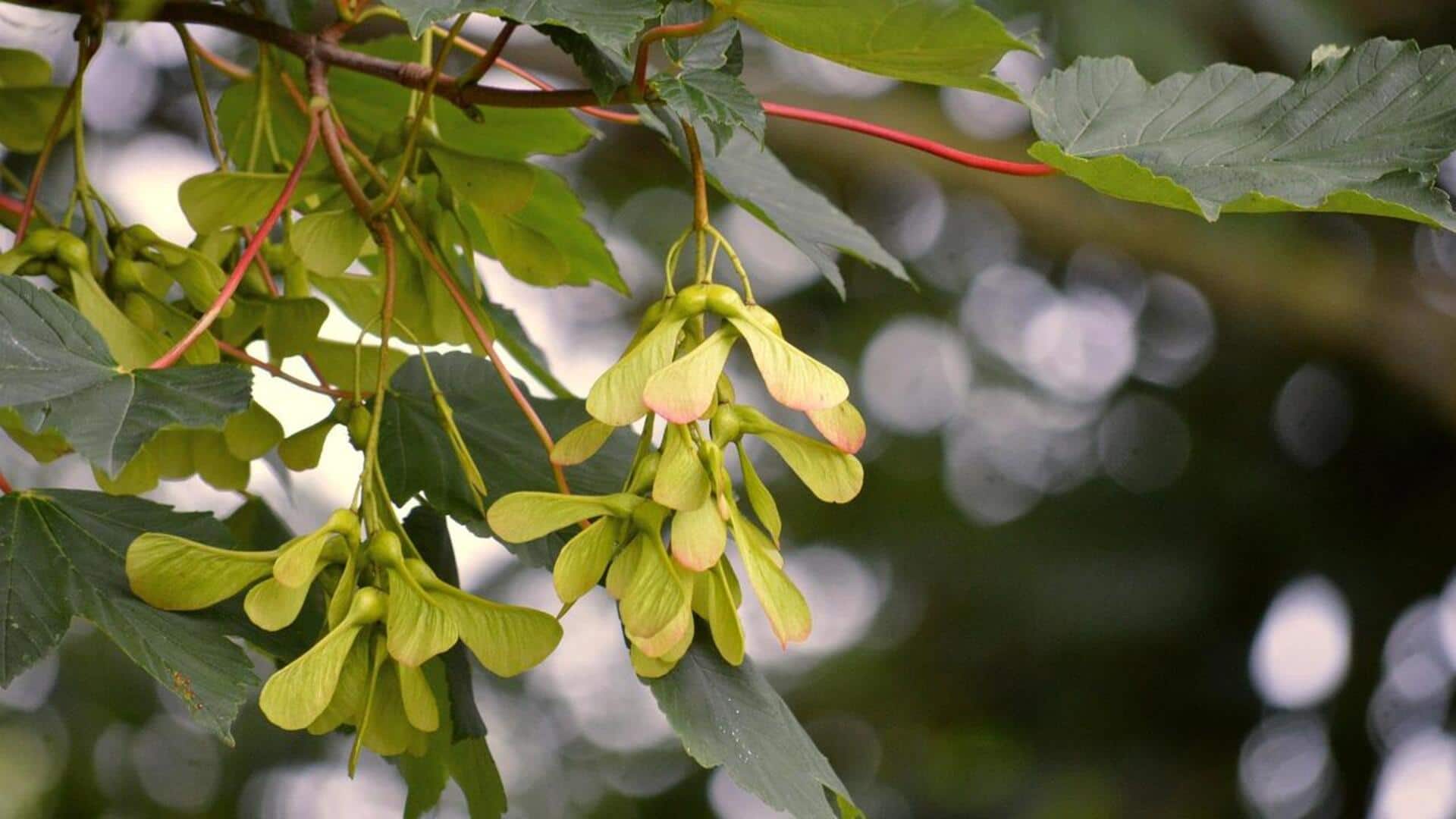 Why maple fruit is the trending beauty secret 