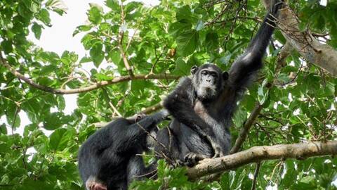 Chimpanzees self-medicate; use more plant medicines than anyone