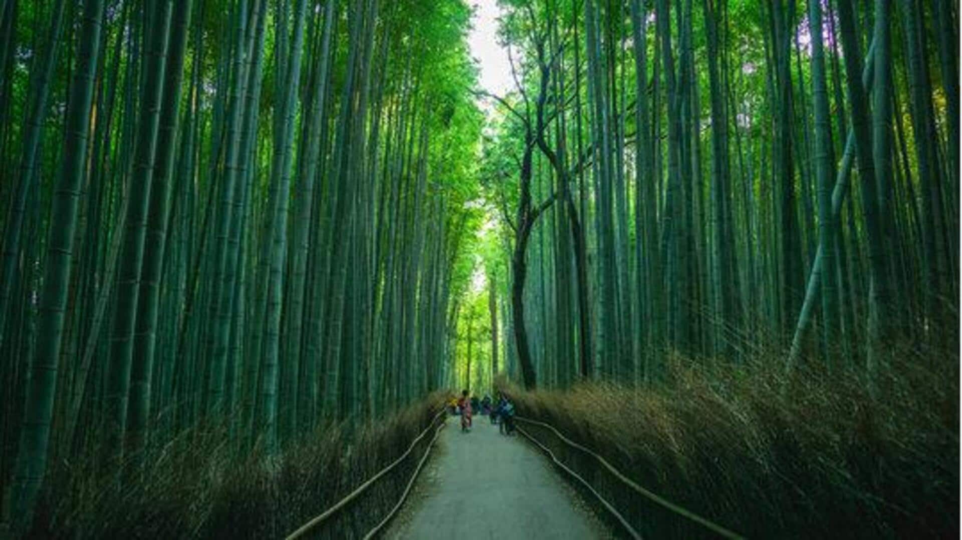 Hiking on bamboo trails: An adventure you can't miss Hiking on bamboo trails: An adventure you can't miss