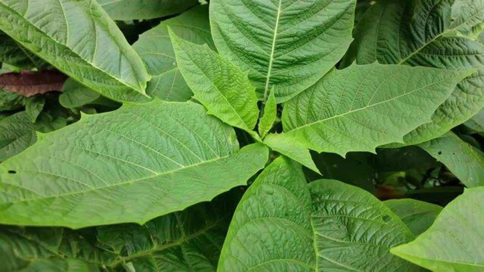 5 beauty hacks using bitter leaf