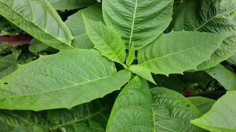 5 beauty hacks using bitter leaf