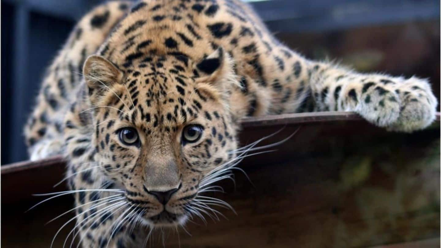 Leopard scare grips outer Delhi residents; Forest Dept scans area