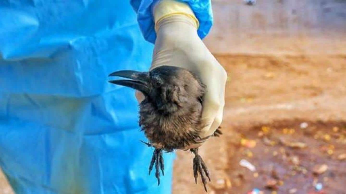 Bird flu suspected in four cases; samples sent for confirmation Bird flu suspected in four cases; samples sent for confirmation