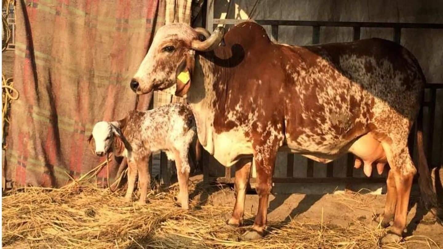 India's first calf born through surrogacy in Pune farm