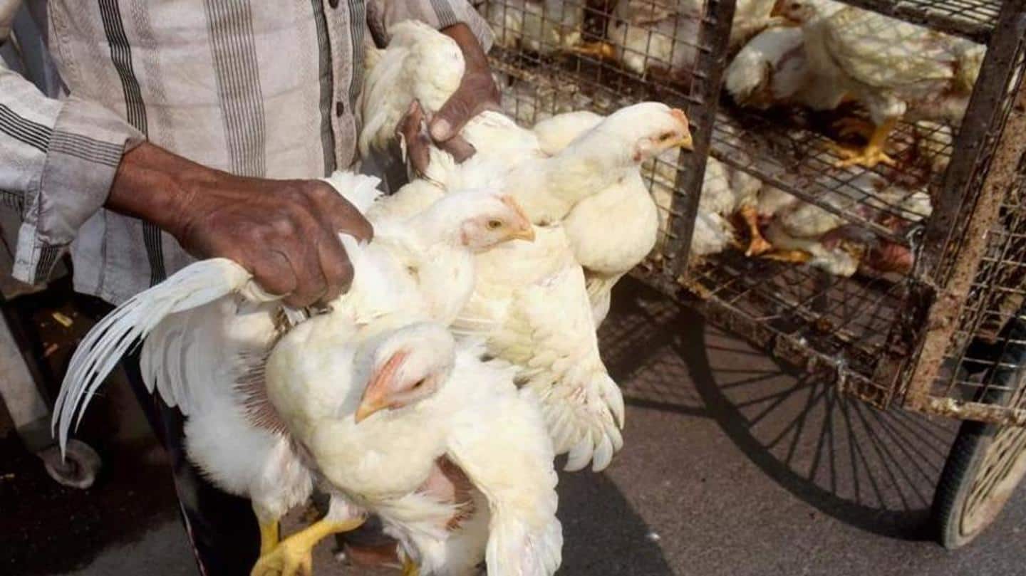 100 samples from Delhi's Ghazipur poultry market tested negative 100 samples from Delhi's Ghazipur poultry market tested negative