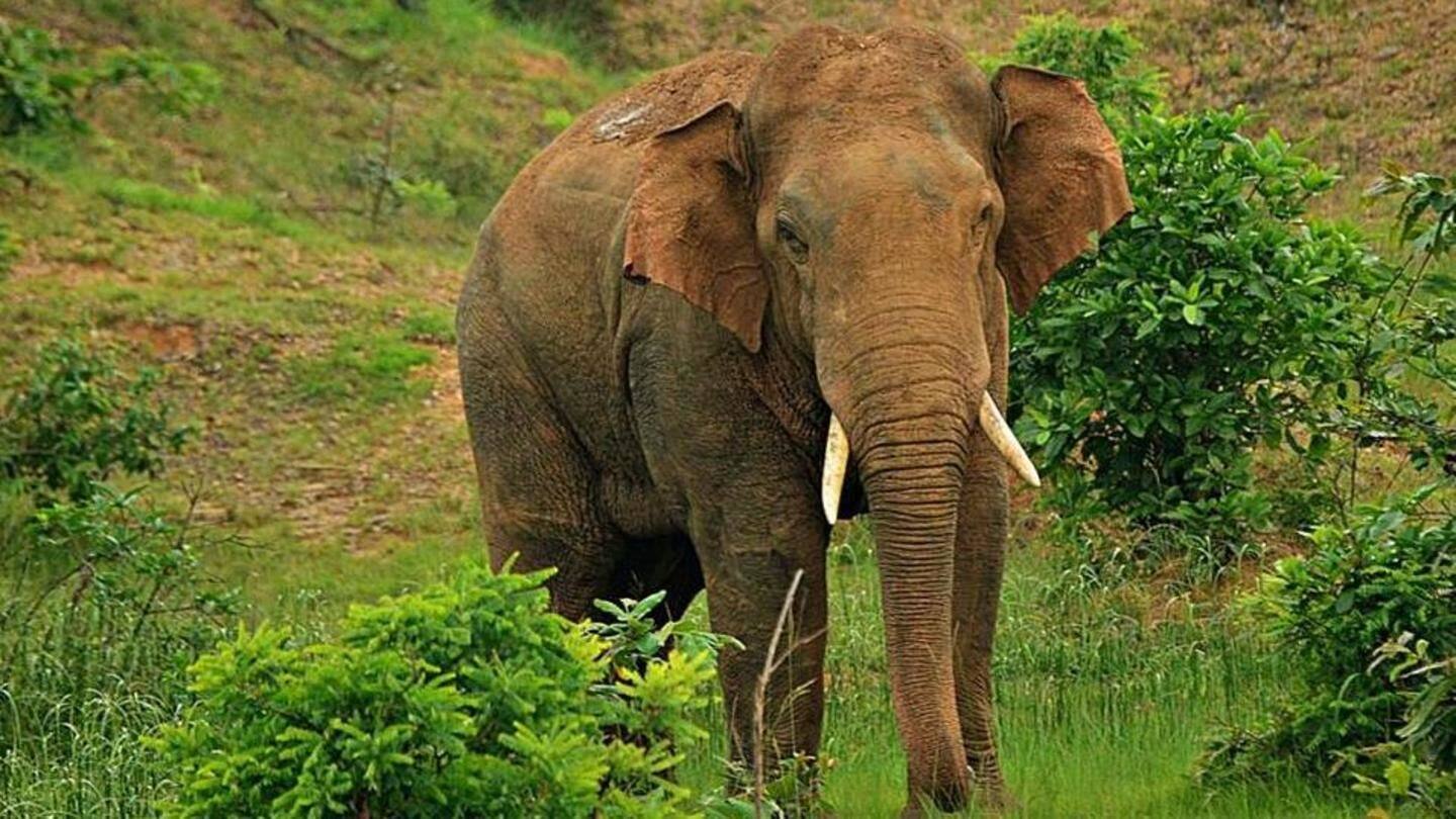 Chhattisgarh: 78-year-old woman crushed to death by elephant in Korba