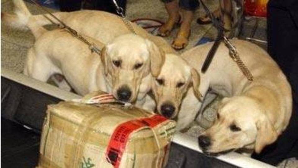 Three aces of Mumbai Airport dog squad retire Three aces of Mumbai Airport dog squad retire