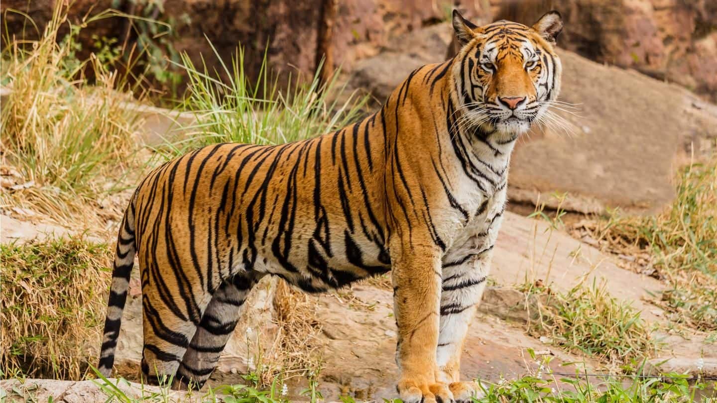 #InternationalTigerDay: MP hopes double forest beat area increases tiger population