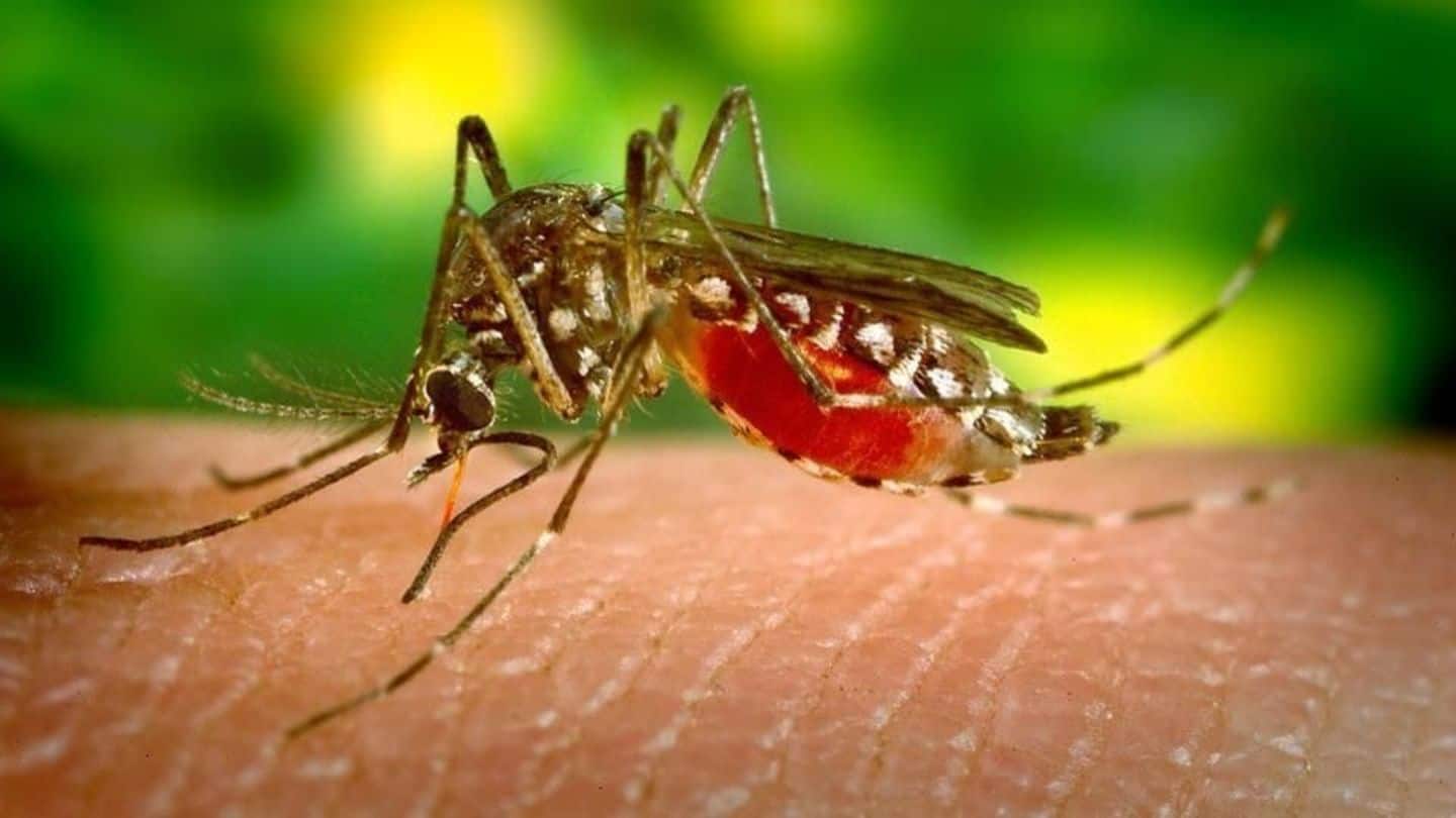 Delhi: Deadly dengue cases in the city up to 1,185
