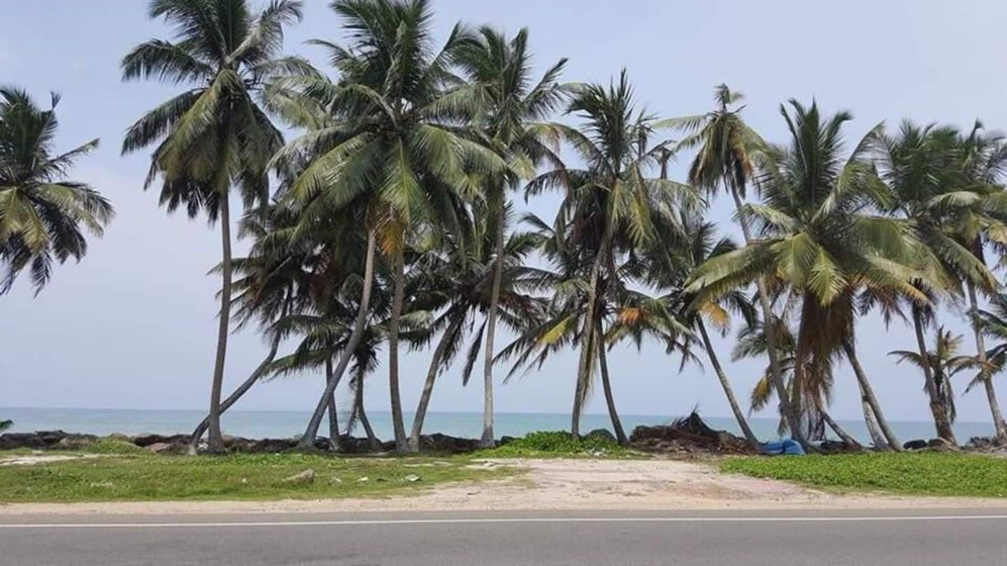 Mumbai: 12,000 coconut trees to be planted in six months