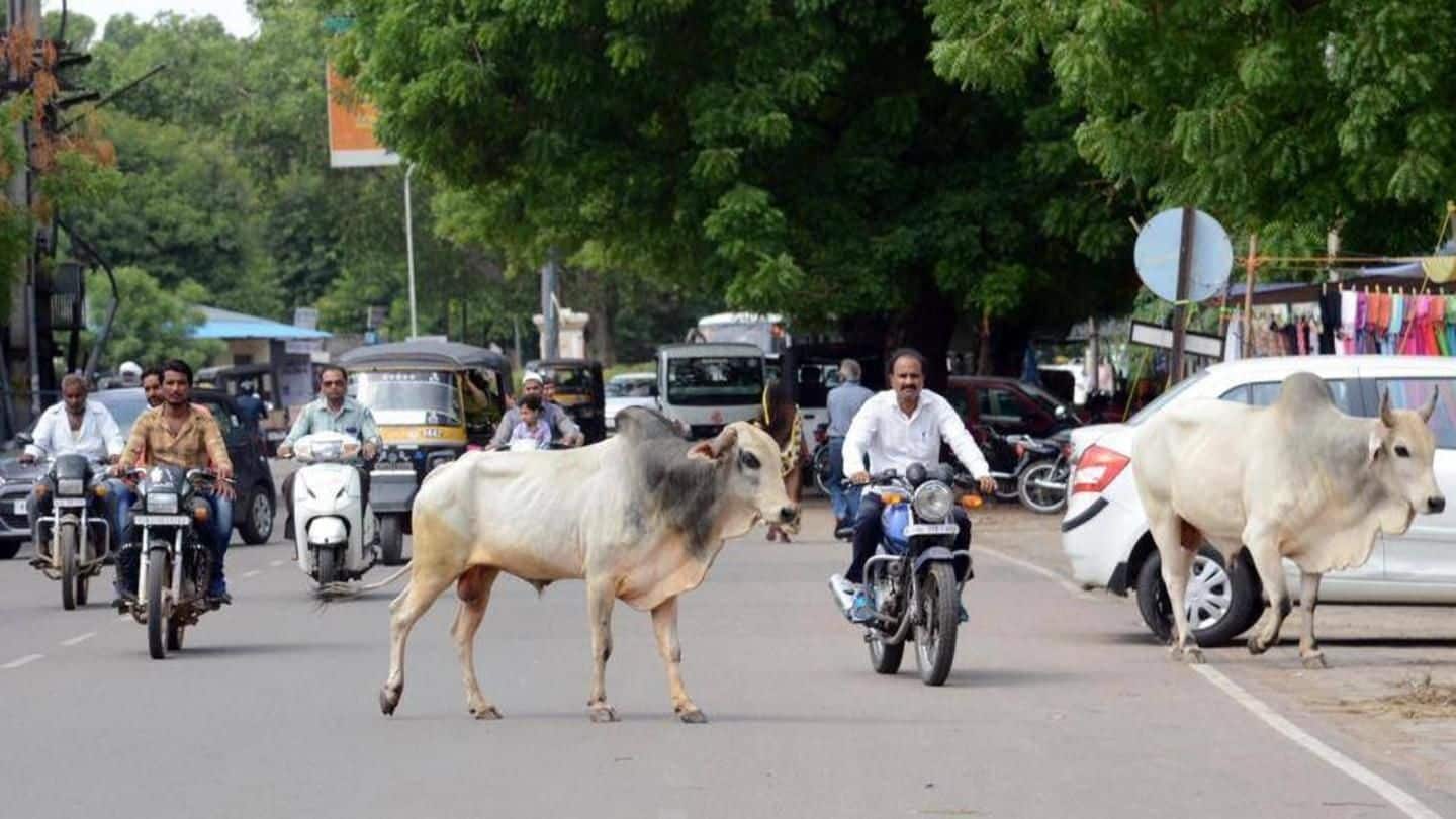 This is how Surat is fighting menace of stray cattle