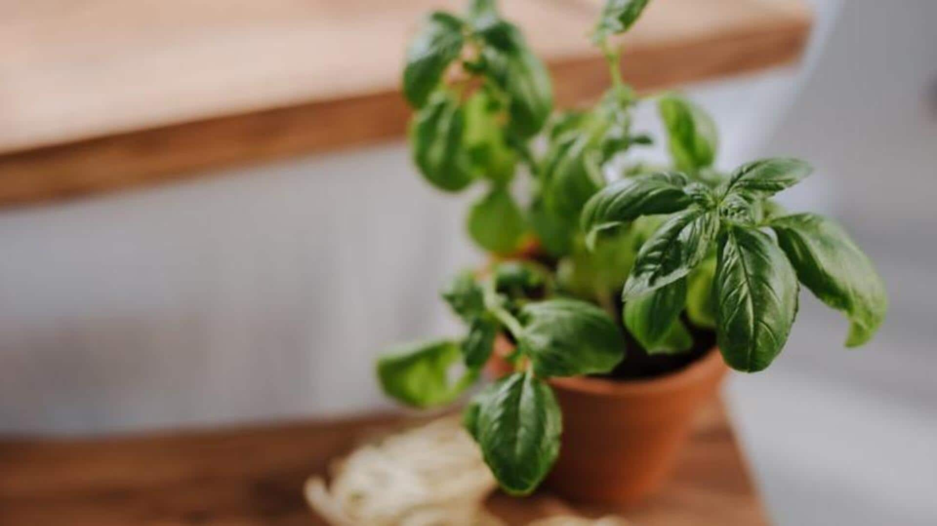 How to grow oregano at home—simple and effective tips