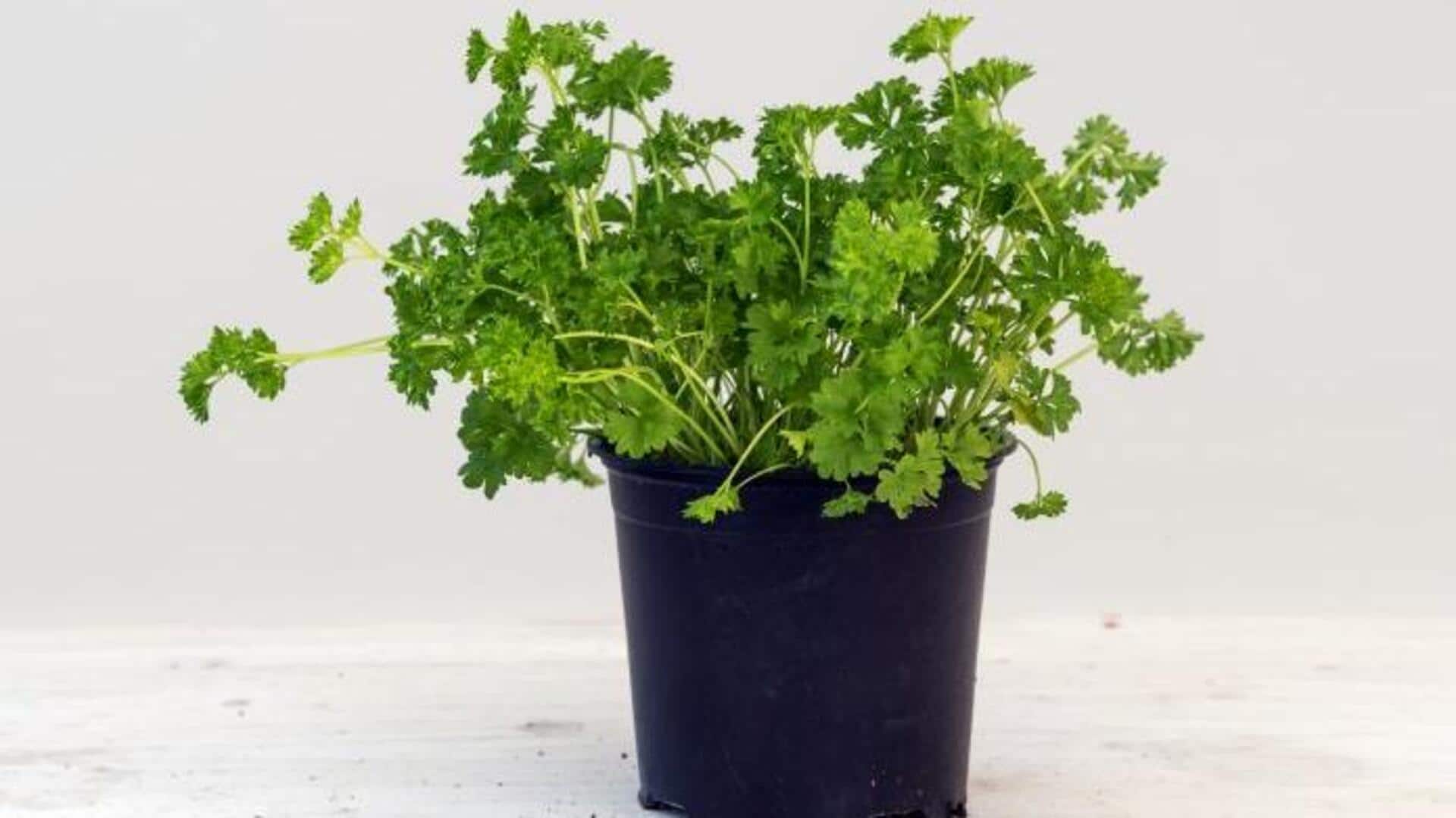 How to grow parsley at home How to grow parsley at home
