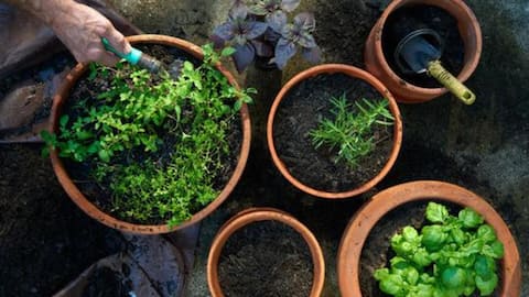 These AI tools can make urban gardening effortless 