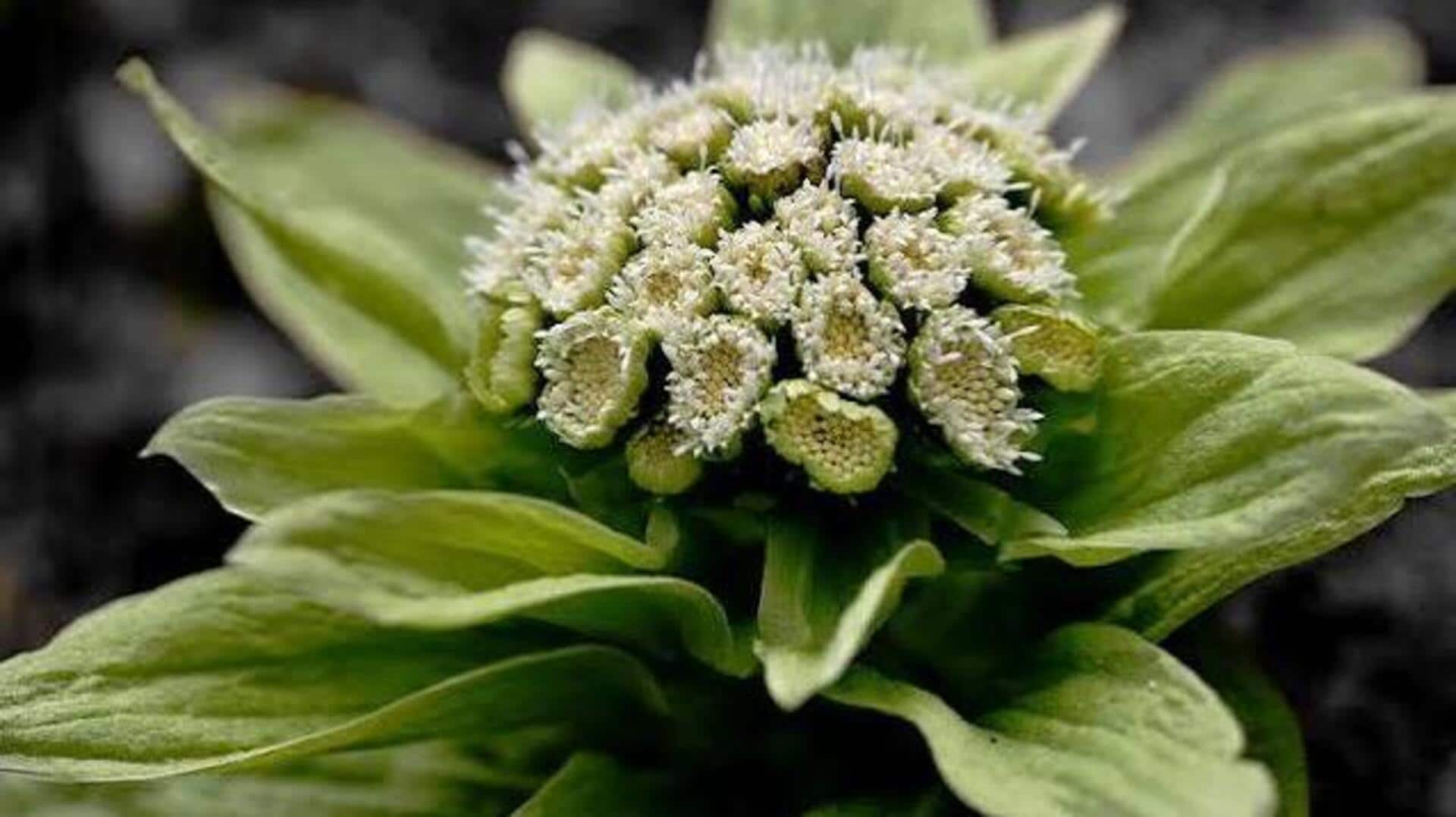 Butterbur plant: A traditional remedy for headaches