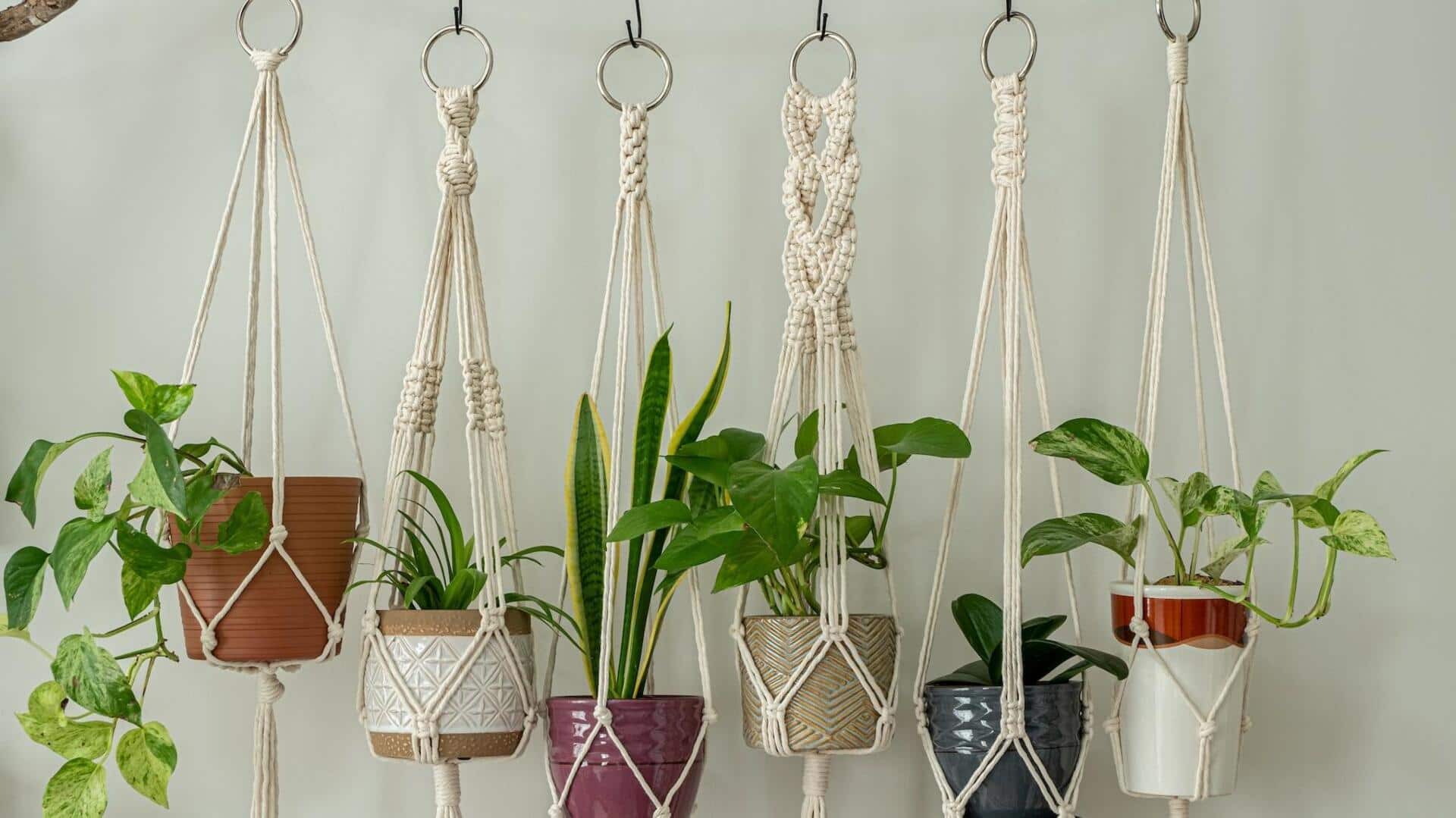 Elevate your space with macrame plant hangers Elevate your space with macrame plant hangers