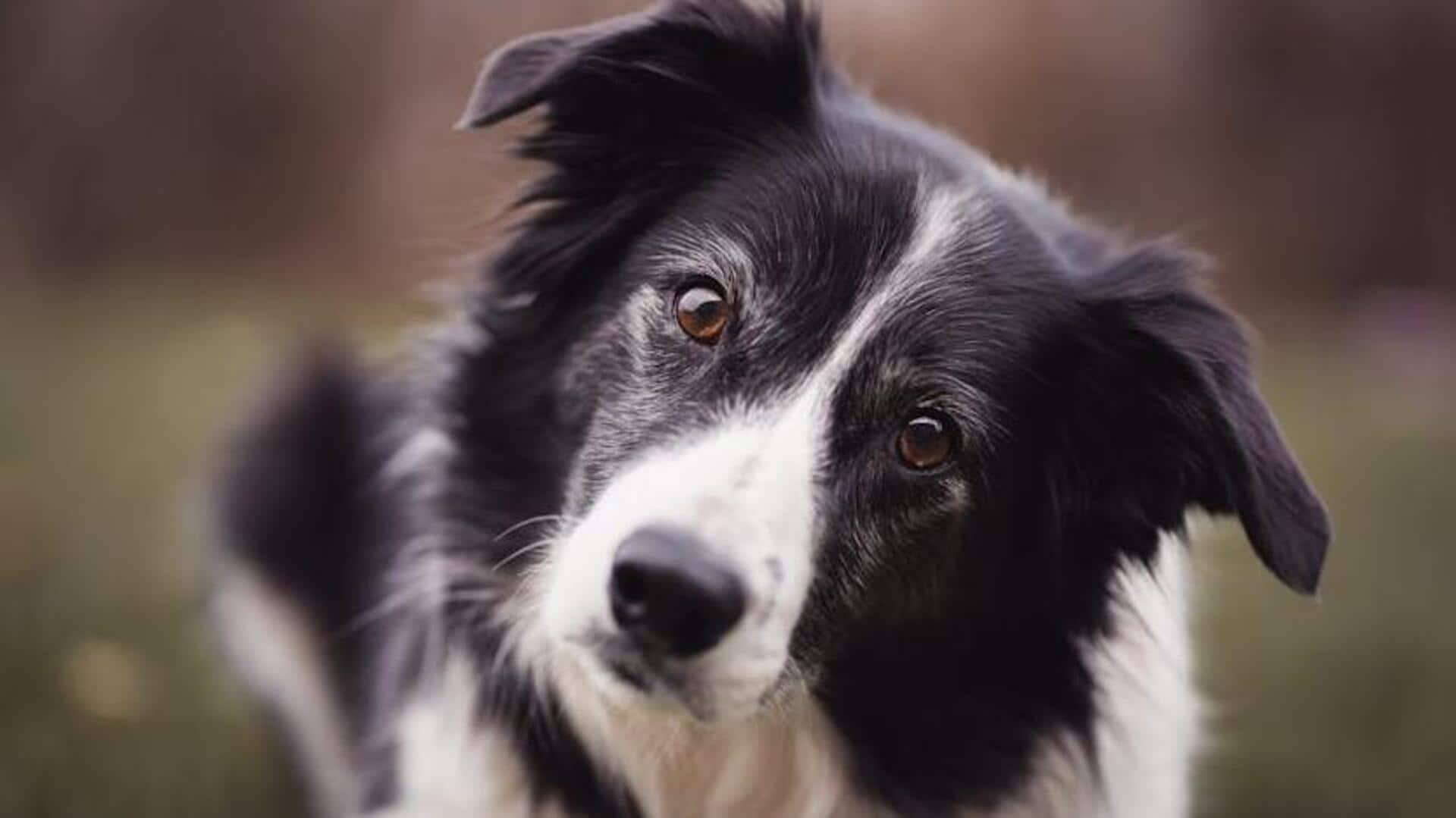 Tips to take care of your Border Collie's coat