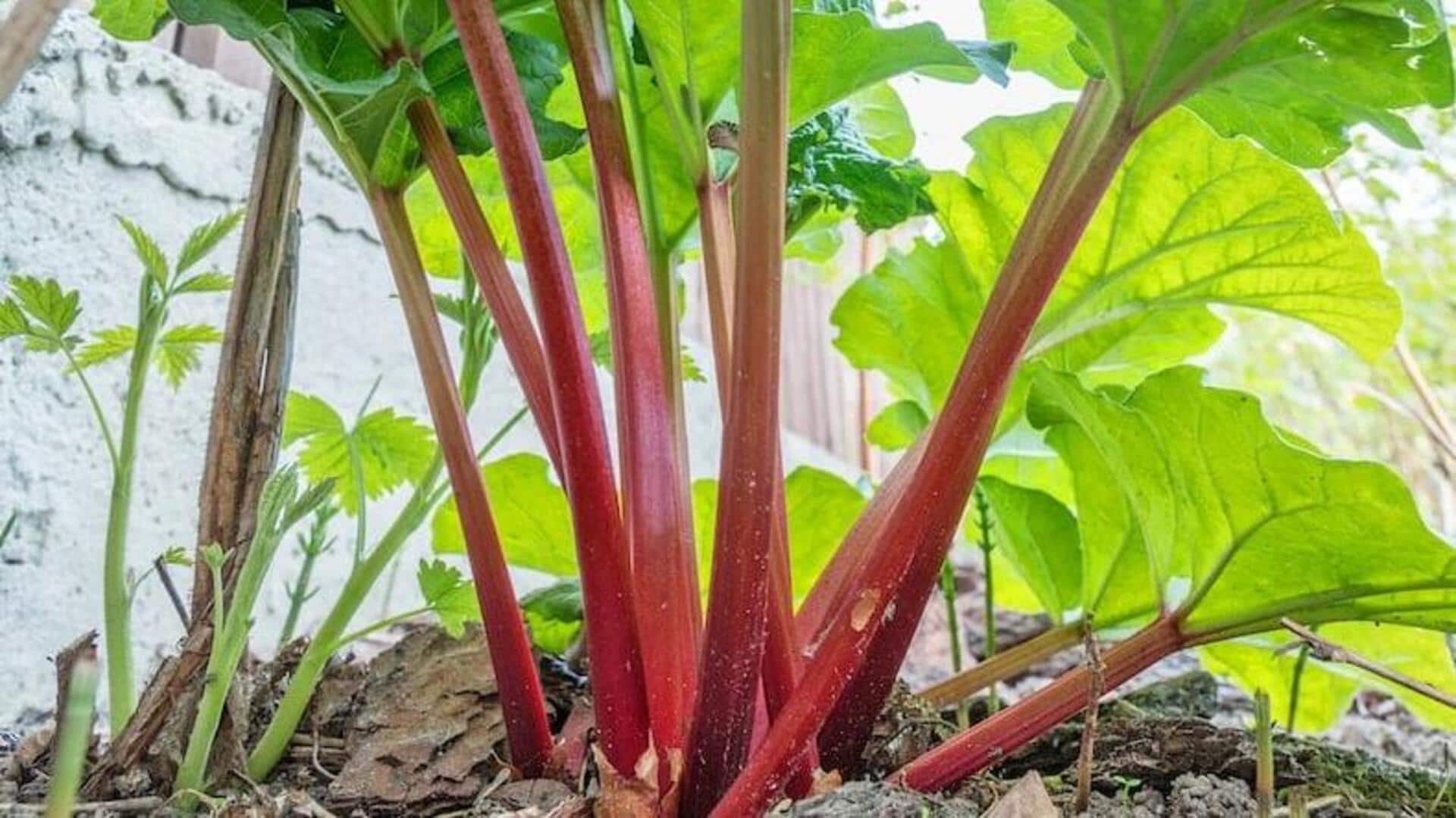 How to grow rhubarb at home How to grow rhubarb at home