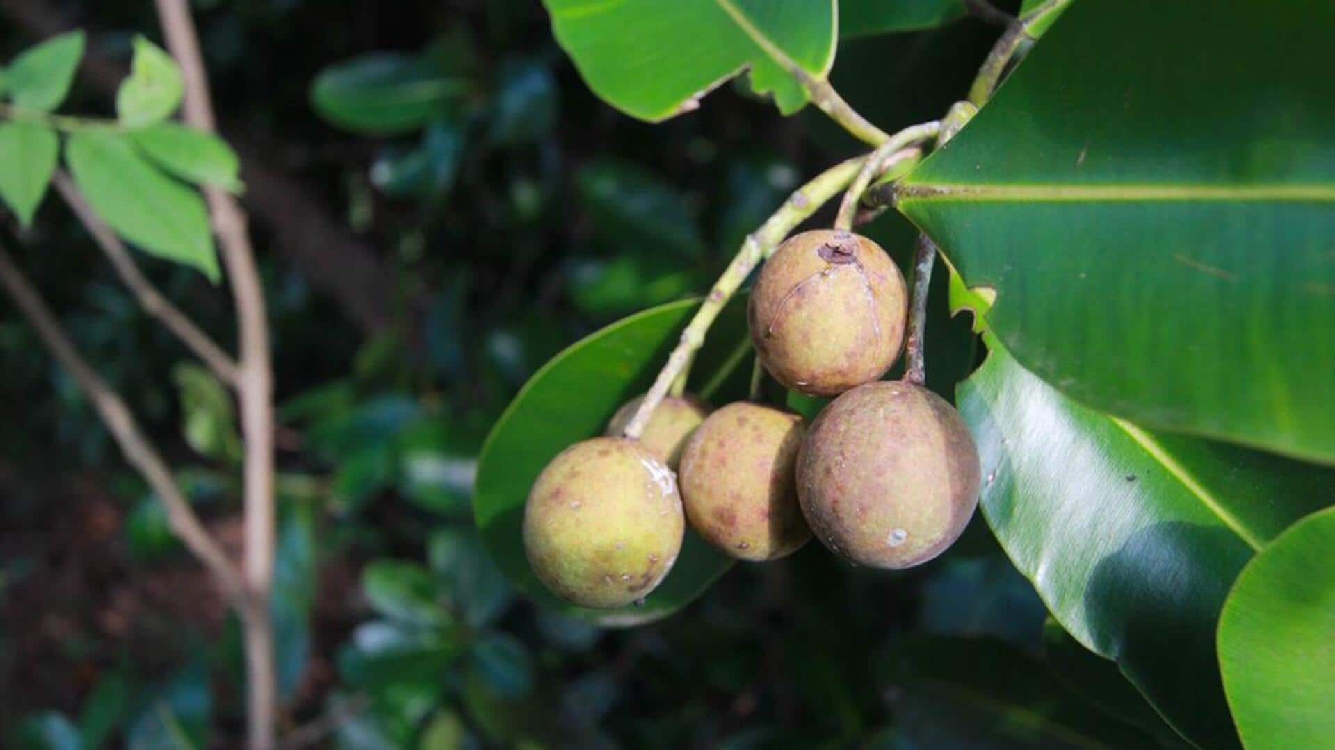 Tamanu oil: Your skin needs it Tamanu oil: Your skin needs it