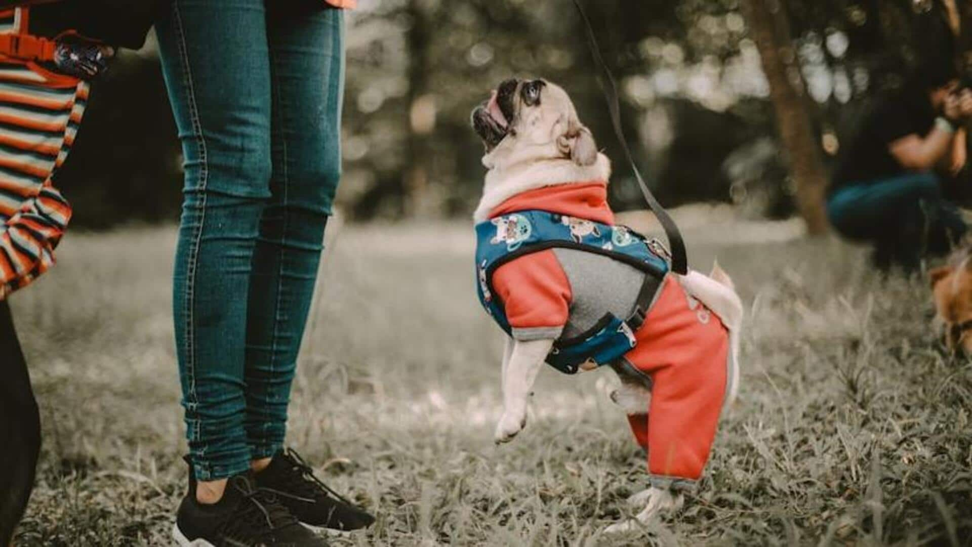 Pet fashion: Stylish accessories for your furball's seasonal outfits