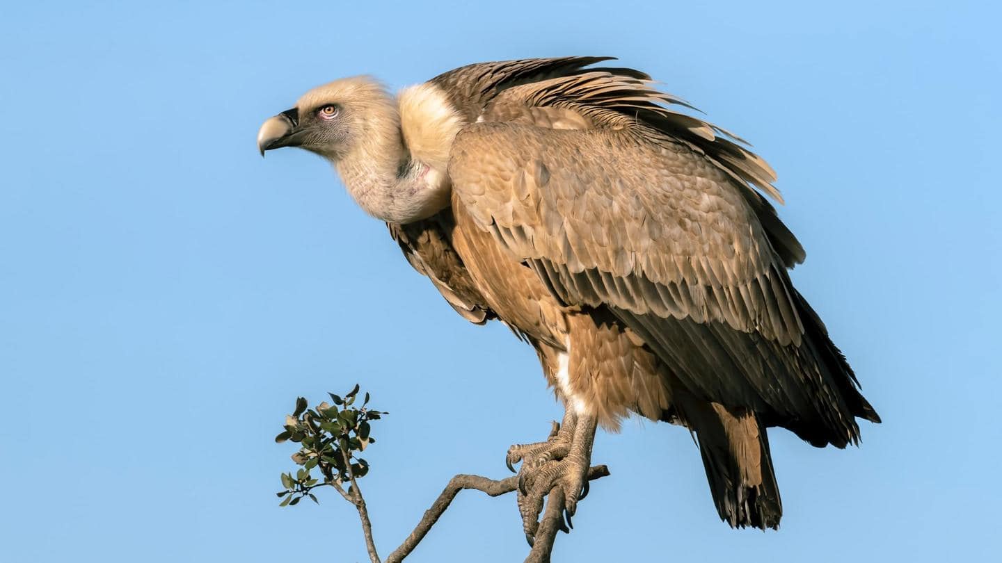 Tripura to launch vulture conservation program to prevent extinction
