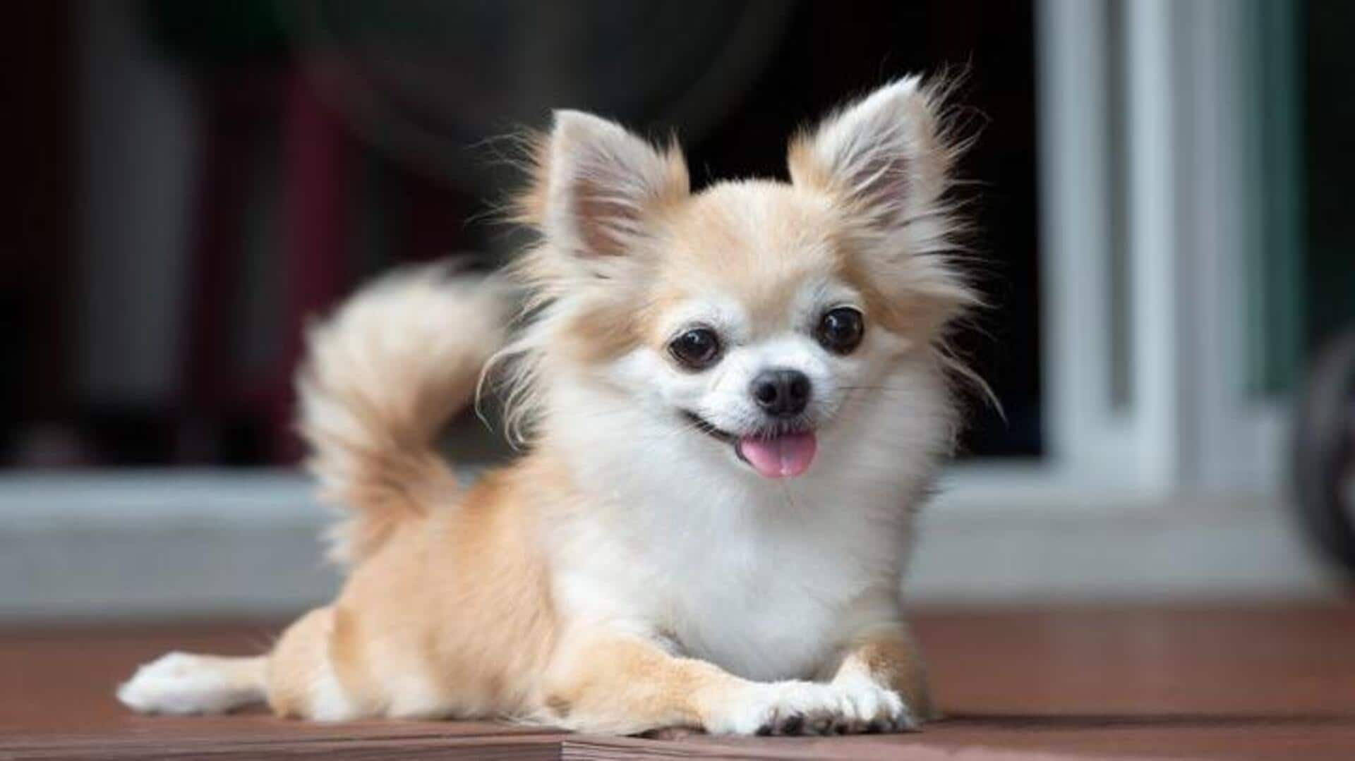 How to take care of your Chihuahua's coat