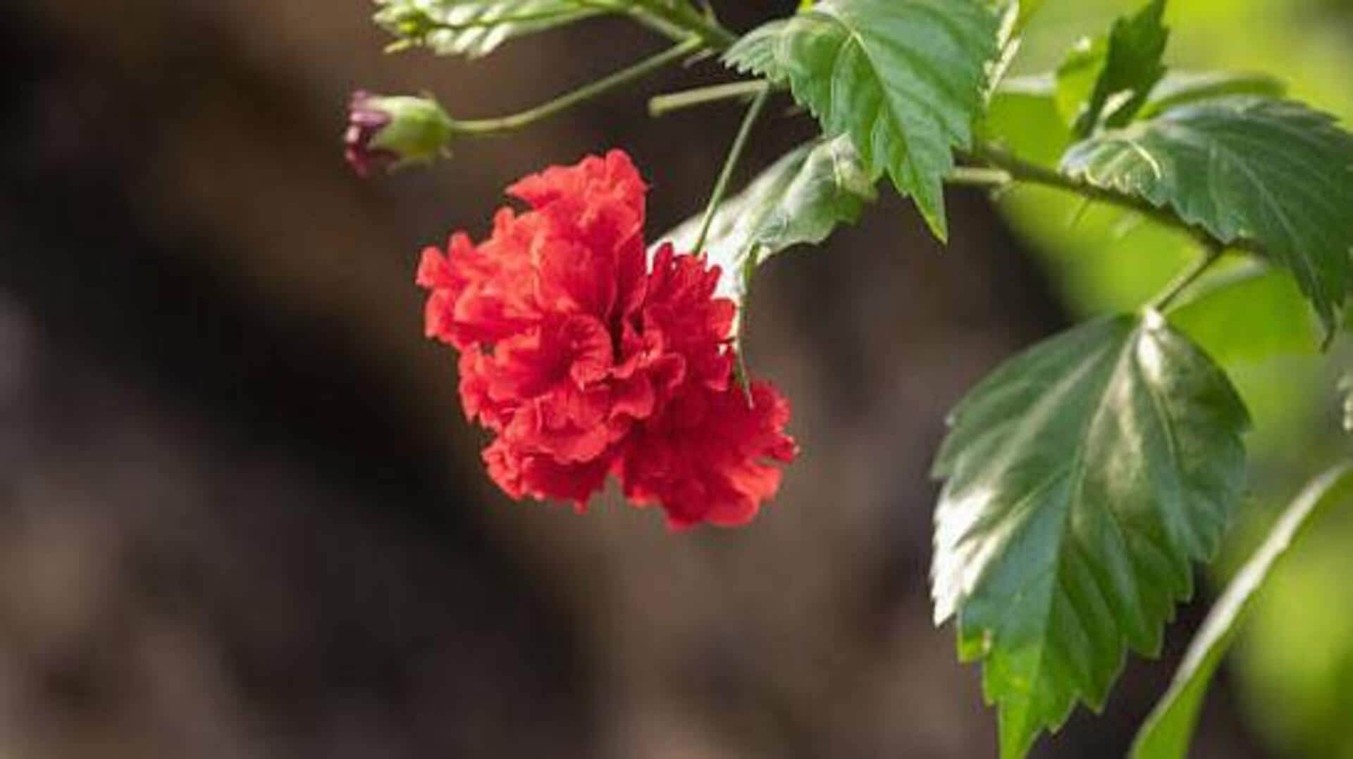 What makes hibiscus so good for your skin