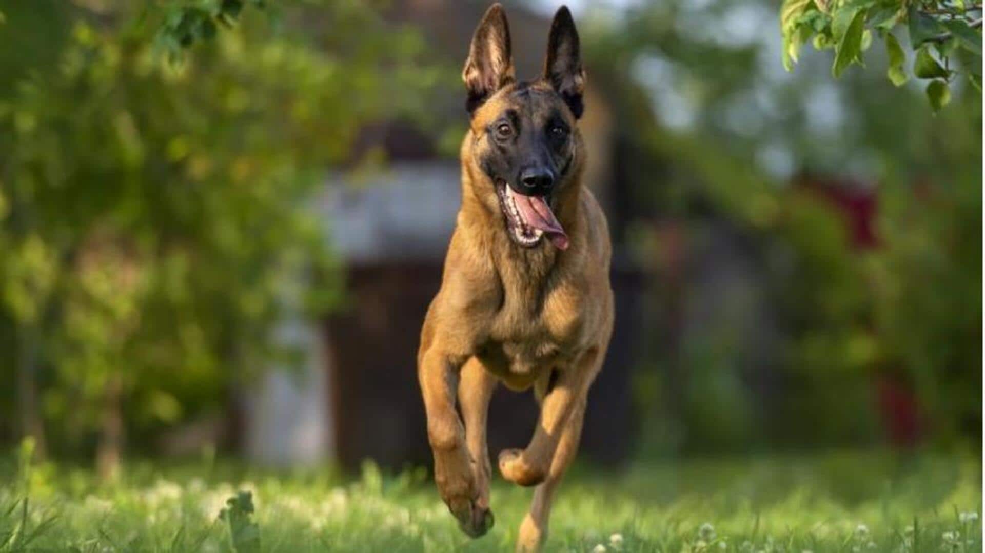 How to effectively train your Belgian Malinois dog