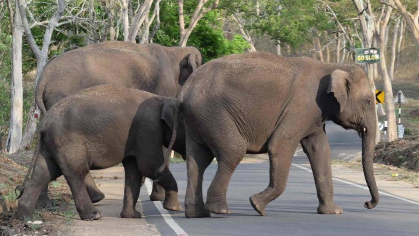 A similar incident of elephant attack was reported in Jashpur A similar incident of elephant attack was reported in Jashpur