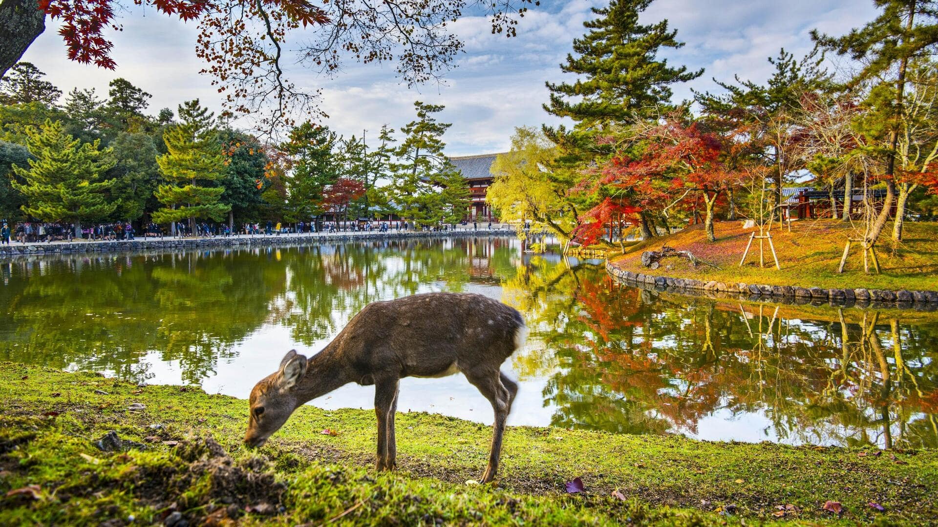 Wander through Nara, Japan: A ginkgo and tea haven